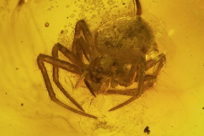 Detailed Fossil Spider, Springtail And Wasp In Baltic Amber #48048
